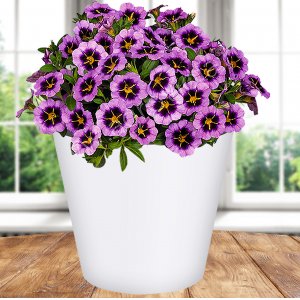 Горшок 221600129/01 Rosemary  4,0л  D200 мм, белый с дренажной вставкой (12)