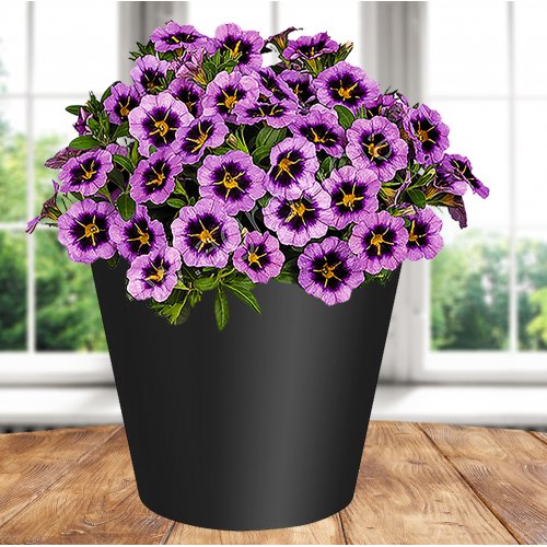 Горшок 221600130/01 Rosemary  4,0л  D200 мм, черный  дренажной вставкой (12)