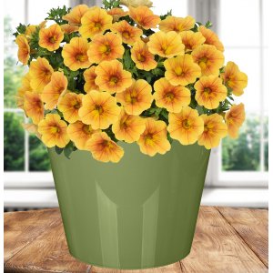 Горшок 221605918/01  Rosemary  5,0л  D230 мм, зеленый с дренажной вставкой (15)
