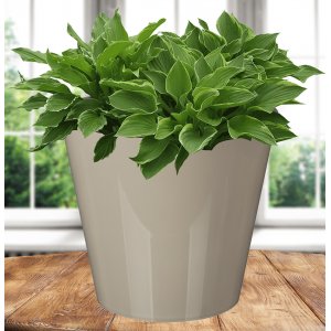 Горшок 221605427/01  Rosemary  1,6л  D160 мм, бежевый с дренажной вставкой (16)