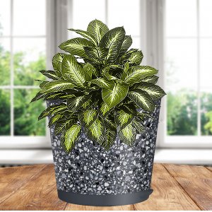 Горшок 221606835/01 Stone Flower 0,75л прикорн полив Д120 с декором серый (18)