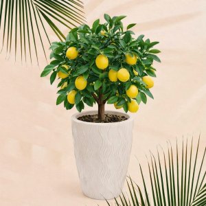 Кашпо д/цветов ПМ М8887 Флэйм св.беж .42,0л (вставка 10,0л ) (2)