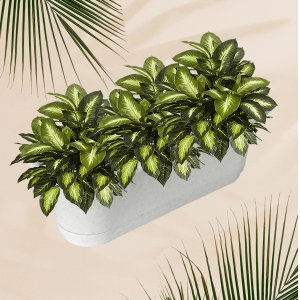 Кактусницы ПМ 